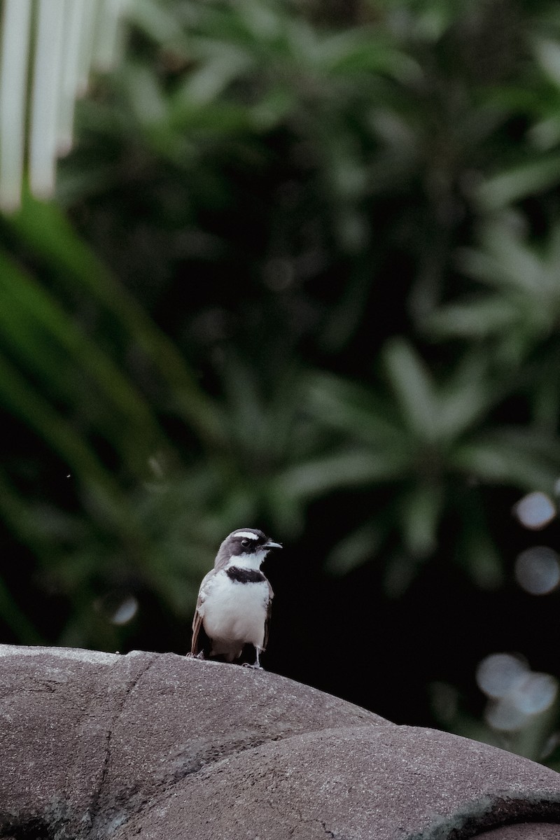 Philippine Pied-Fantail - ML624199869