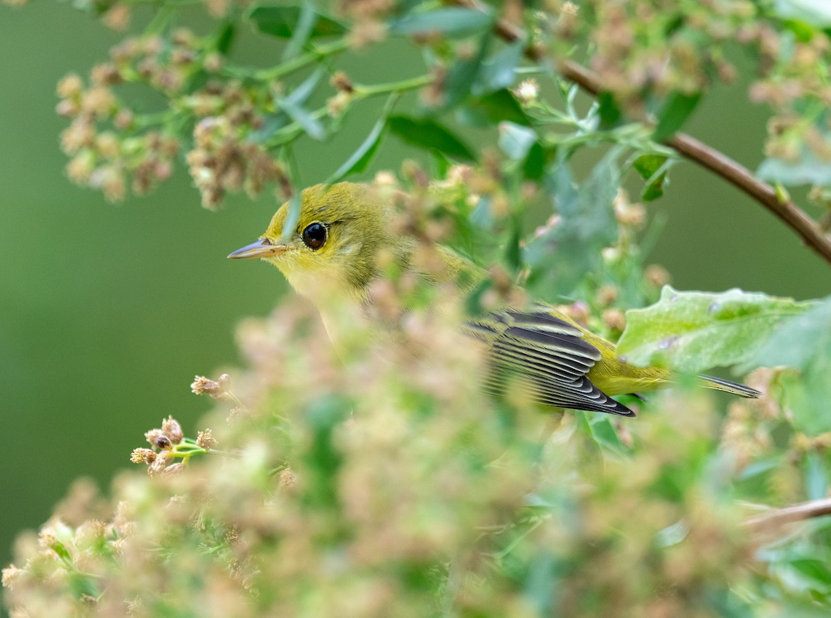 Yellow Warbler - ML624199888