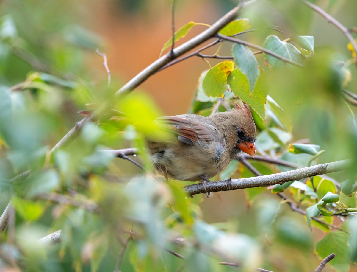 Northern Cardinal - ML624199894