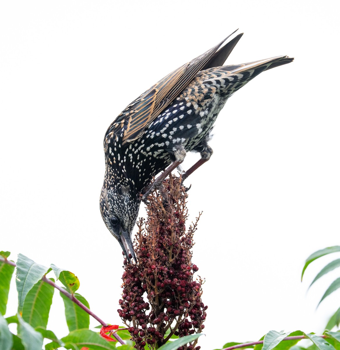 European Starling - ML624199896