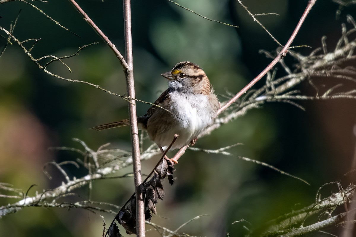 White-throated Sparrow - ML624199909