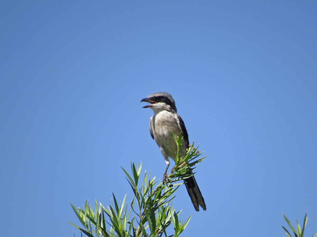 Loggerhead Shrike - ML624199925