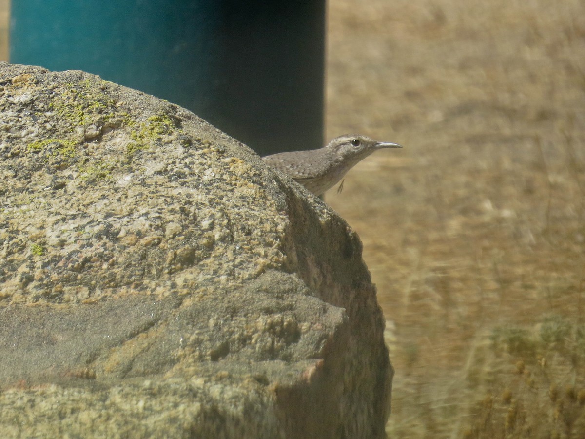 Rock Wren - ML624199927