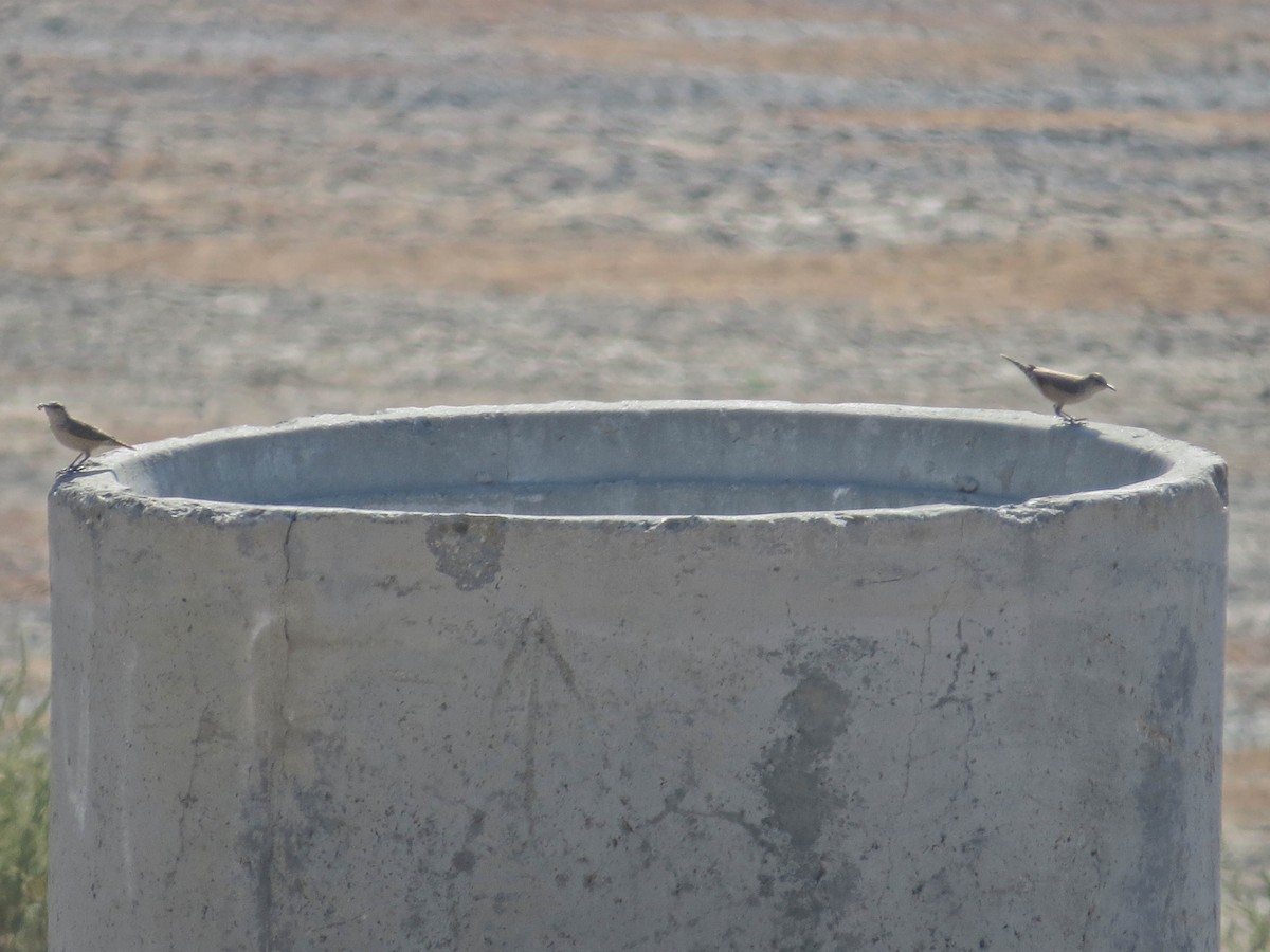 Rock Wren - ML624199928