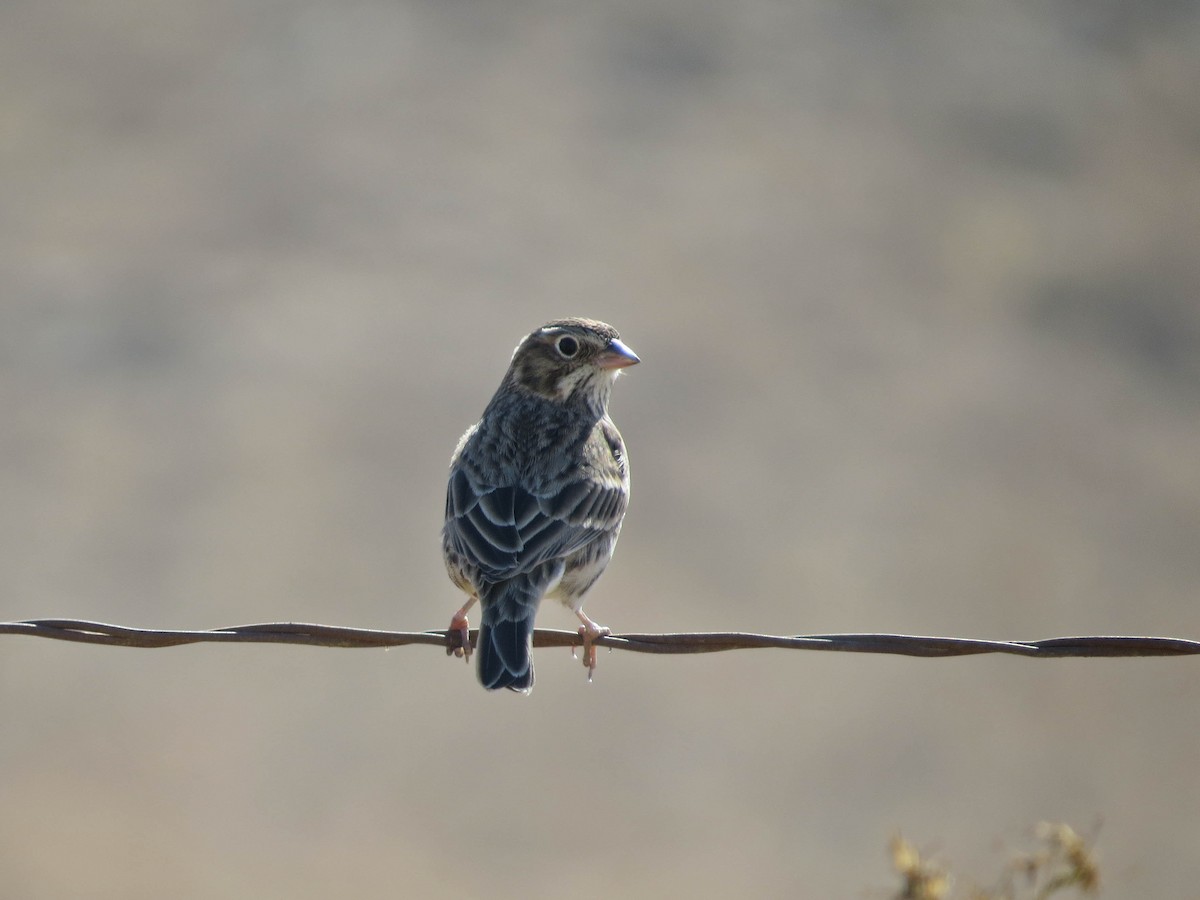 Vesper Sparrow - ML624199932