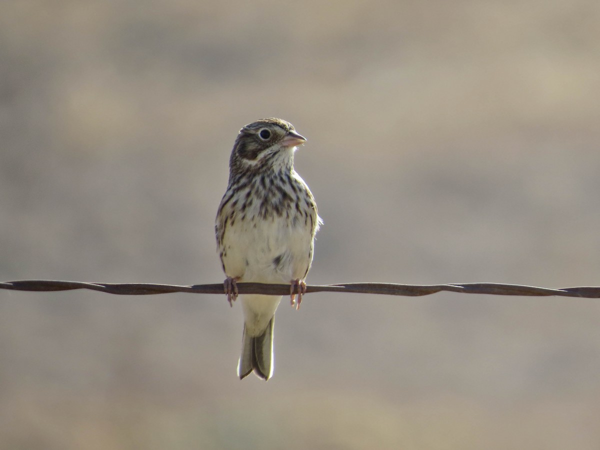 Vesper Sparrow - ML624199933