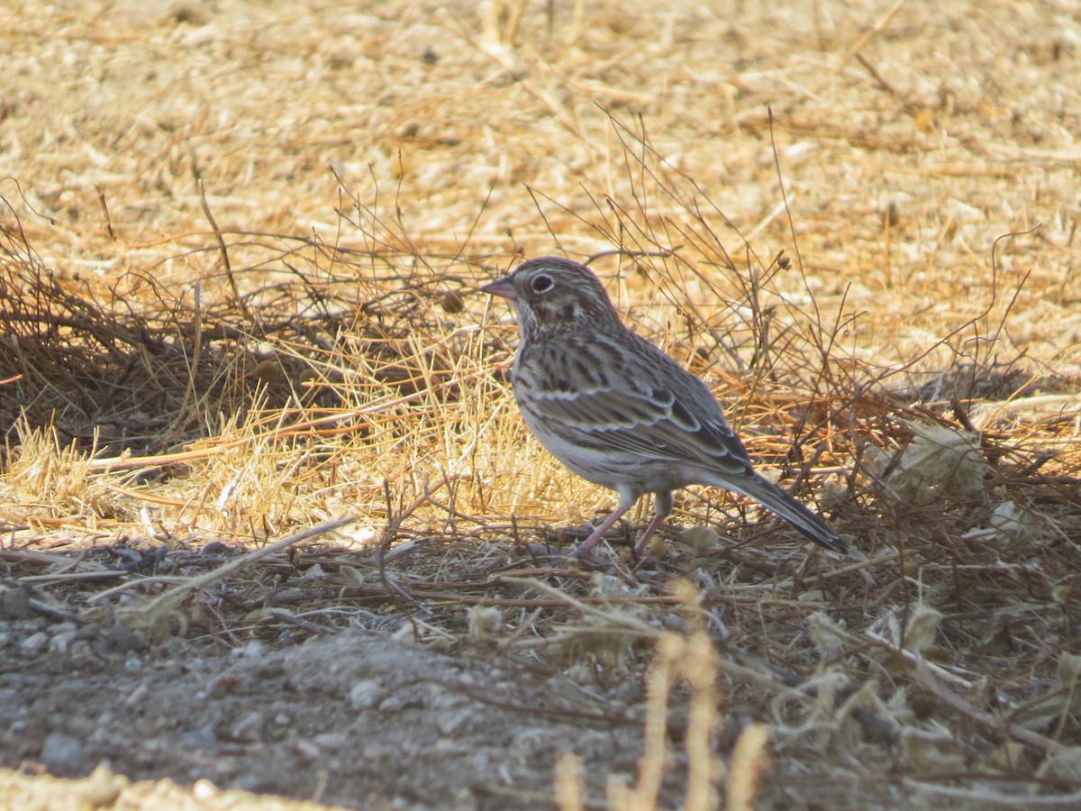 Vesper Sparrow - ML624199934