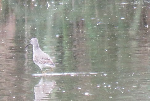 Calidris sp. (petit bécasseau sp.) - ML624199935