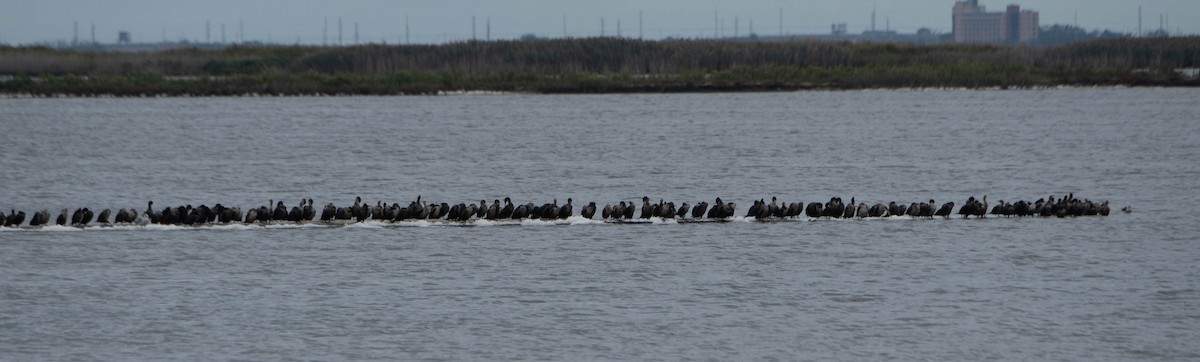 Double-crested Cormorant - ML624199947