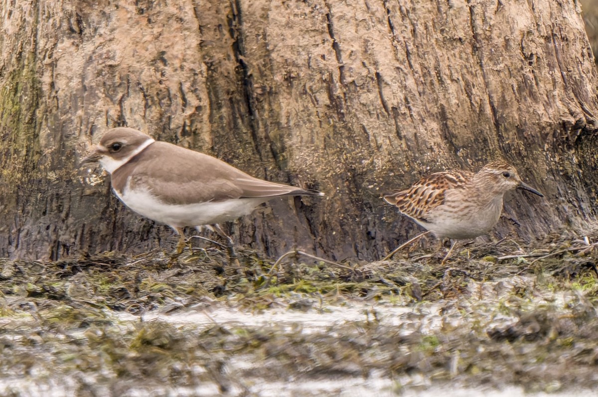 Least Sandpiper - Charles Kollar