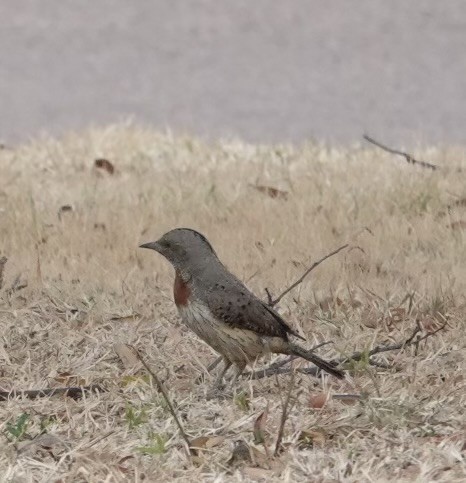 Rufous-necked Wryneck - Robert Timberlake