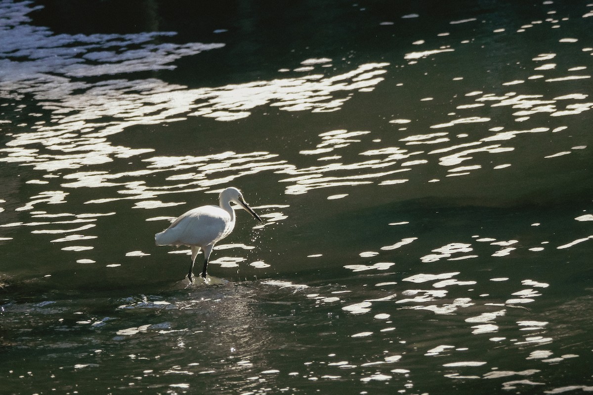 Little Egret - ML624199980