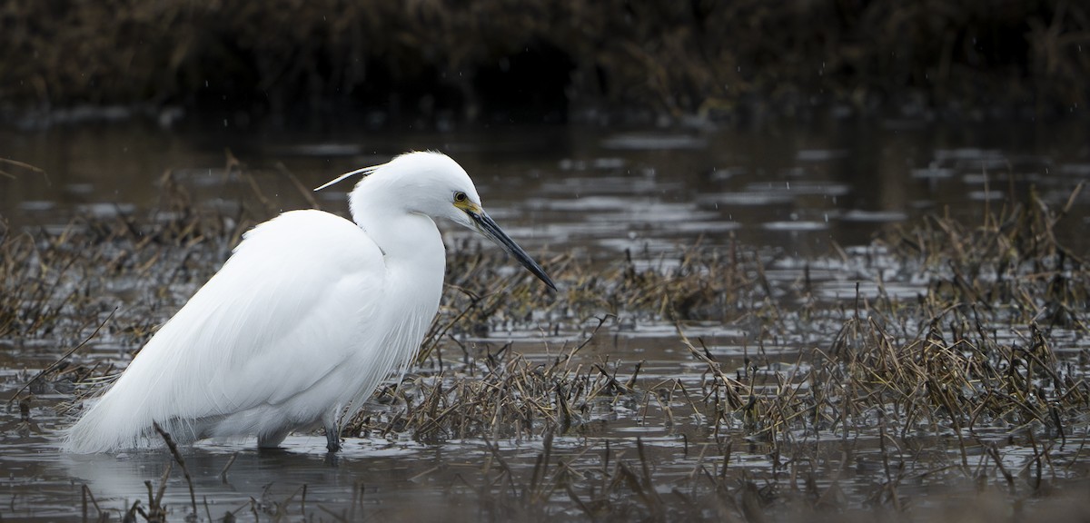 Little Egret - ML624200004