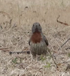 Rufous-necked Wryneck - ML624200005