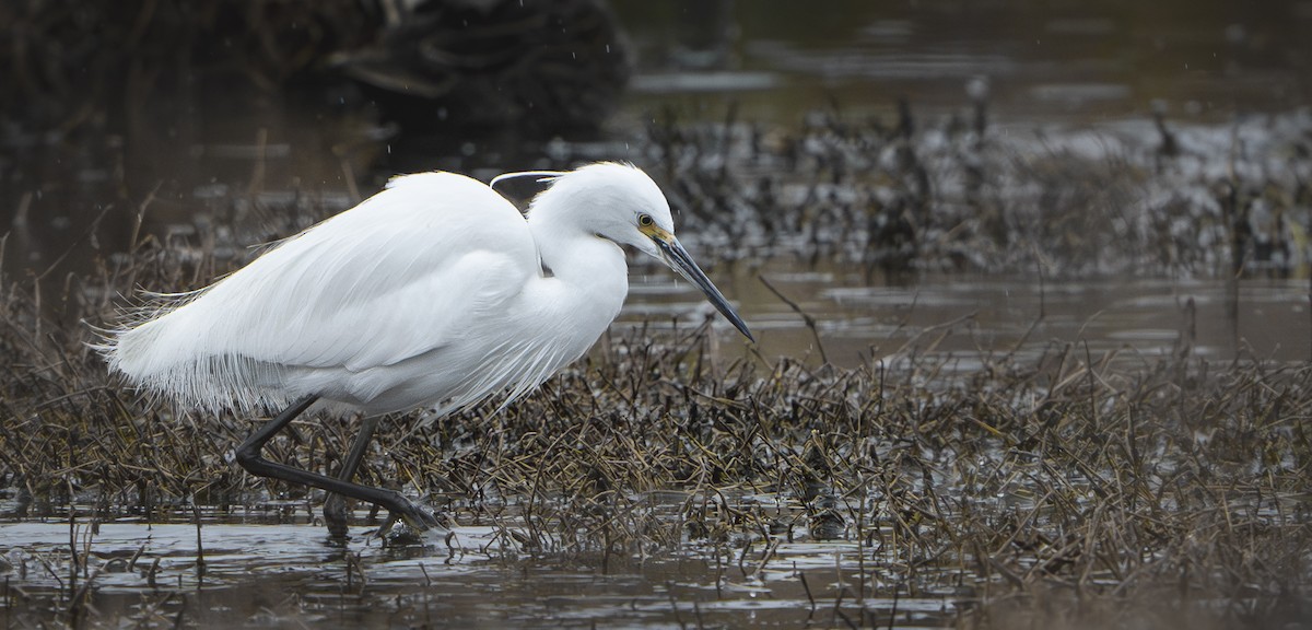 Little Egret - ML624200007