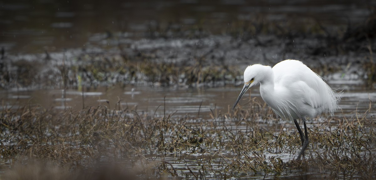 Little Egret - ML624200008