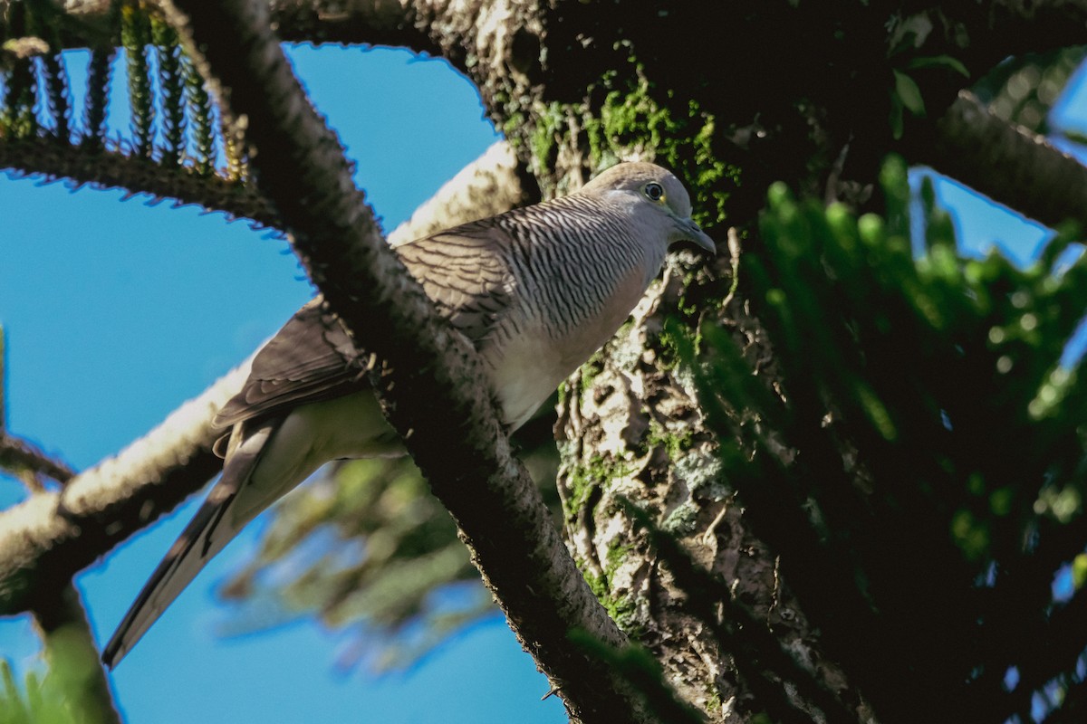 Zebra Dove - ML624200027