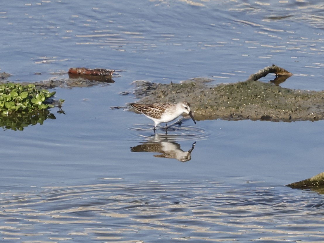 Western Sandpiper - ML624200045