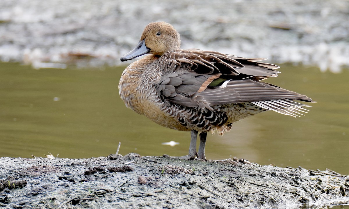 Northern Pintail - Nick  Park