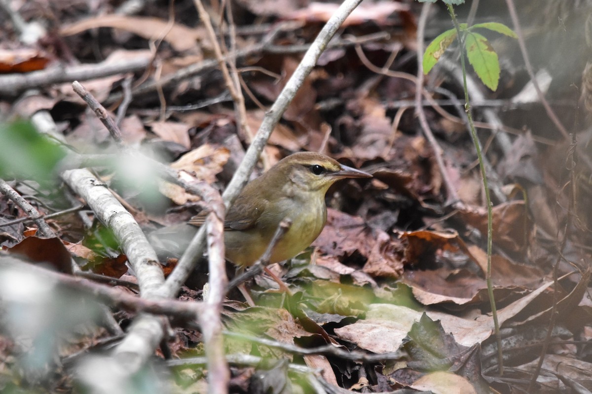 Swainson's Warbler - ML624200074