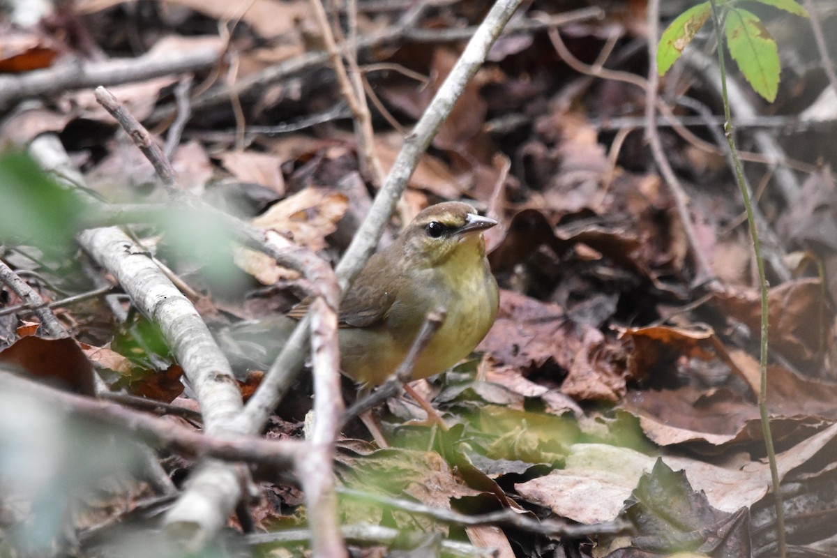 Swainson's Warbler - ML624200076