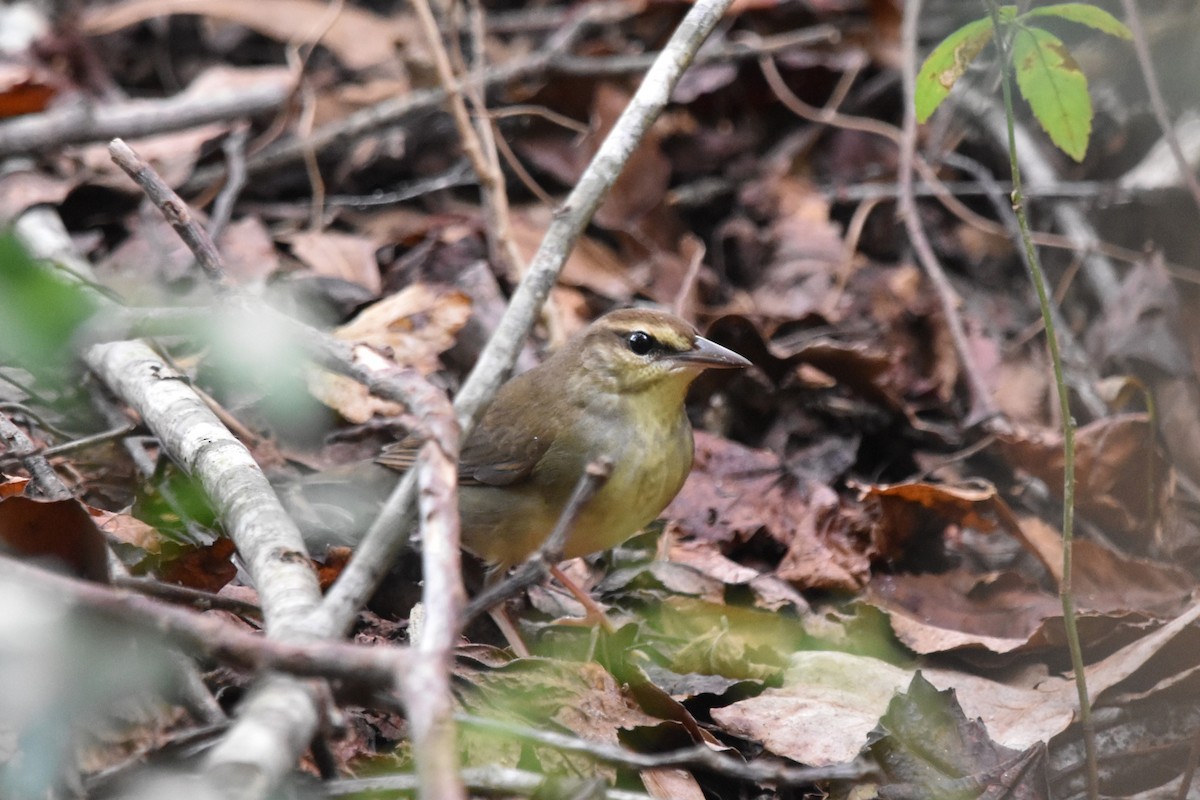 Swainson's Warbler - ML624200077