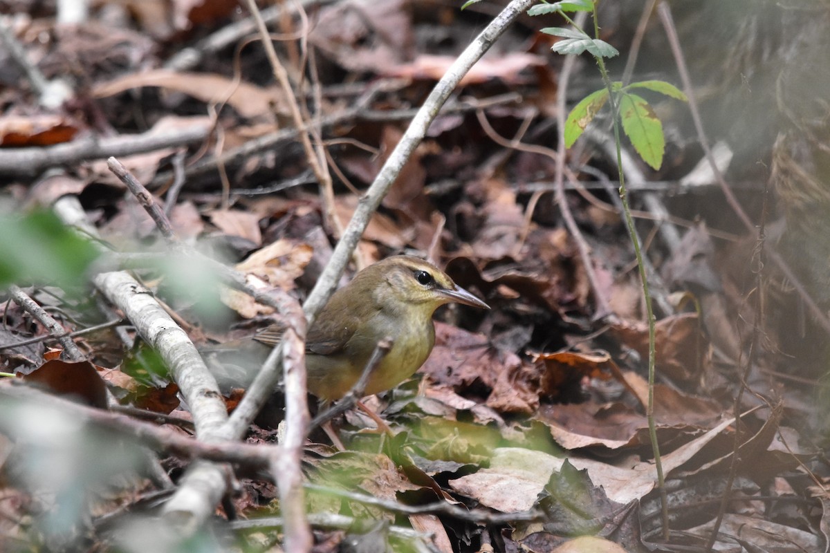 Swainson's Warbler - ML624200078