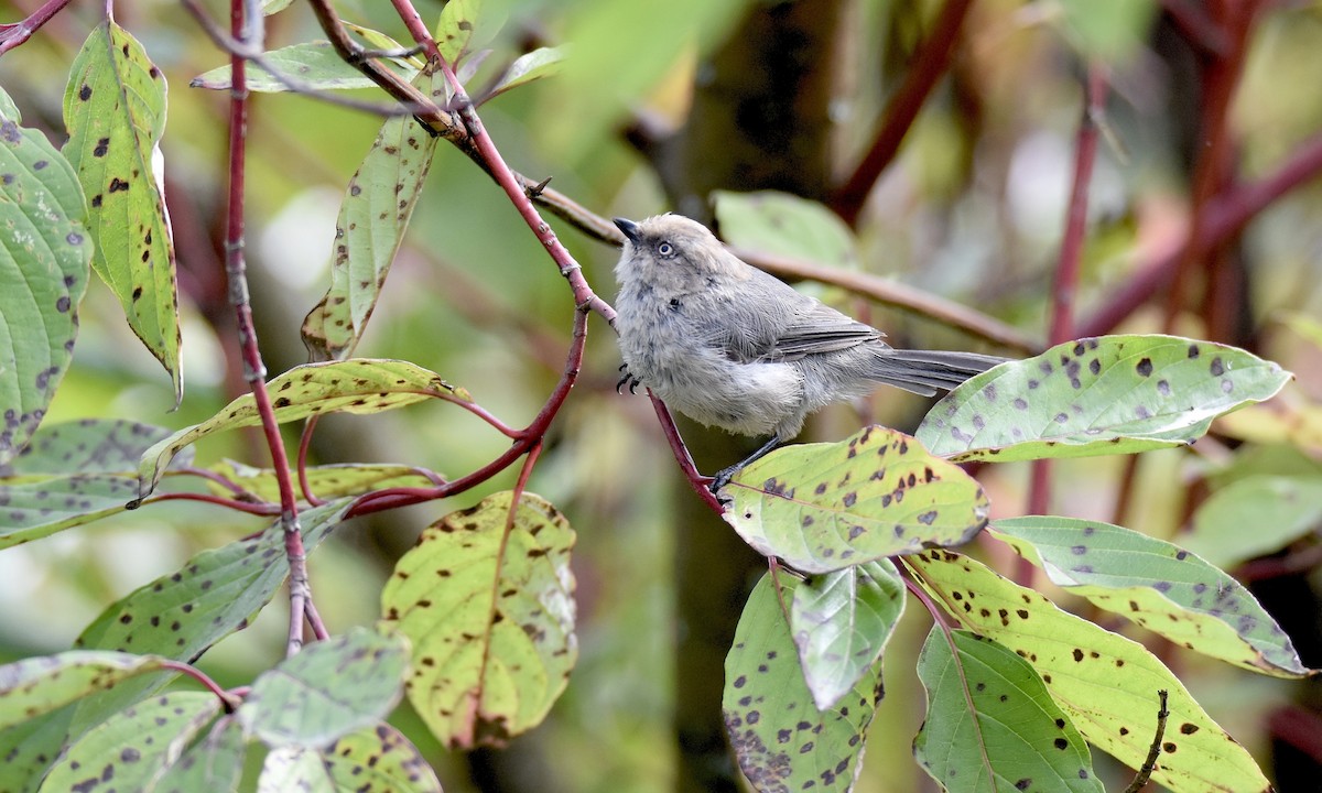 Bushtit - ML624200088