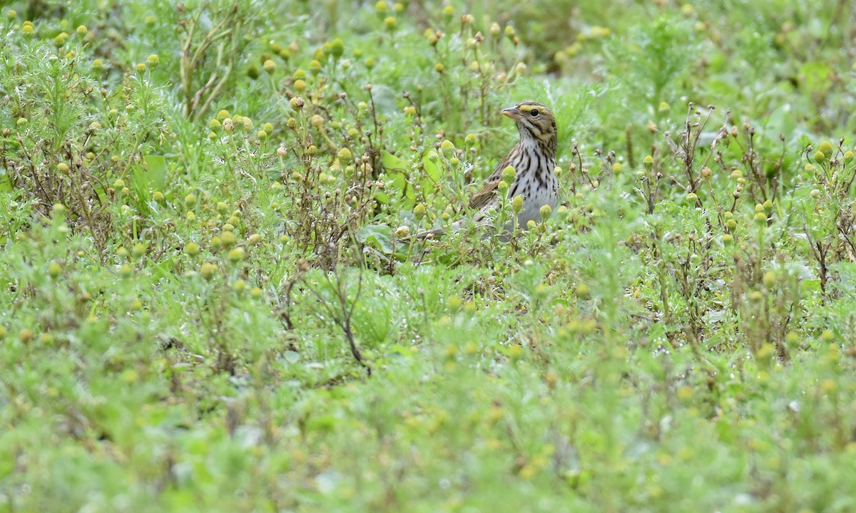 Savannah Sparrow - ML624200097