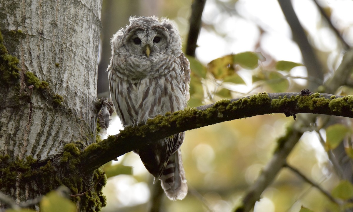 Barred Owl - ML624200111