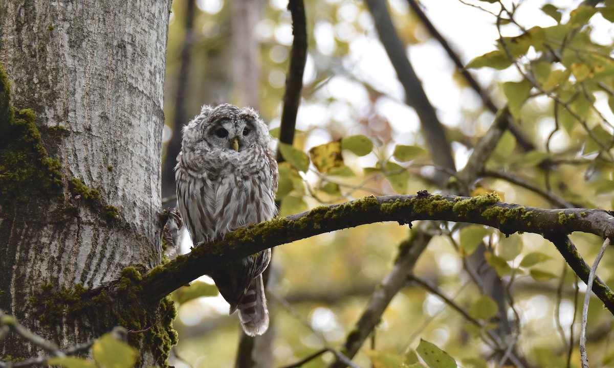 Barred Owl - ML624200112