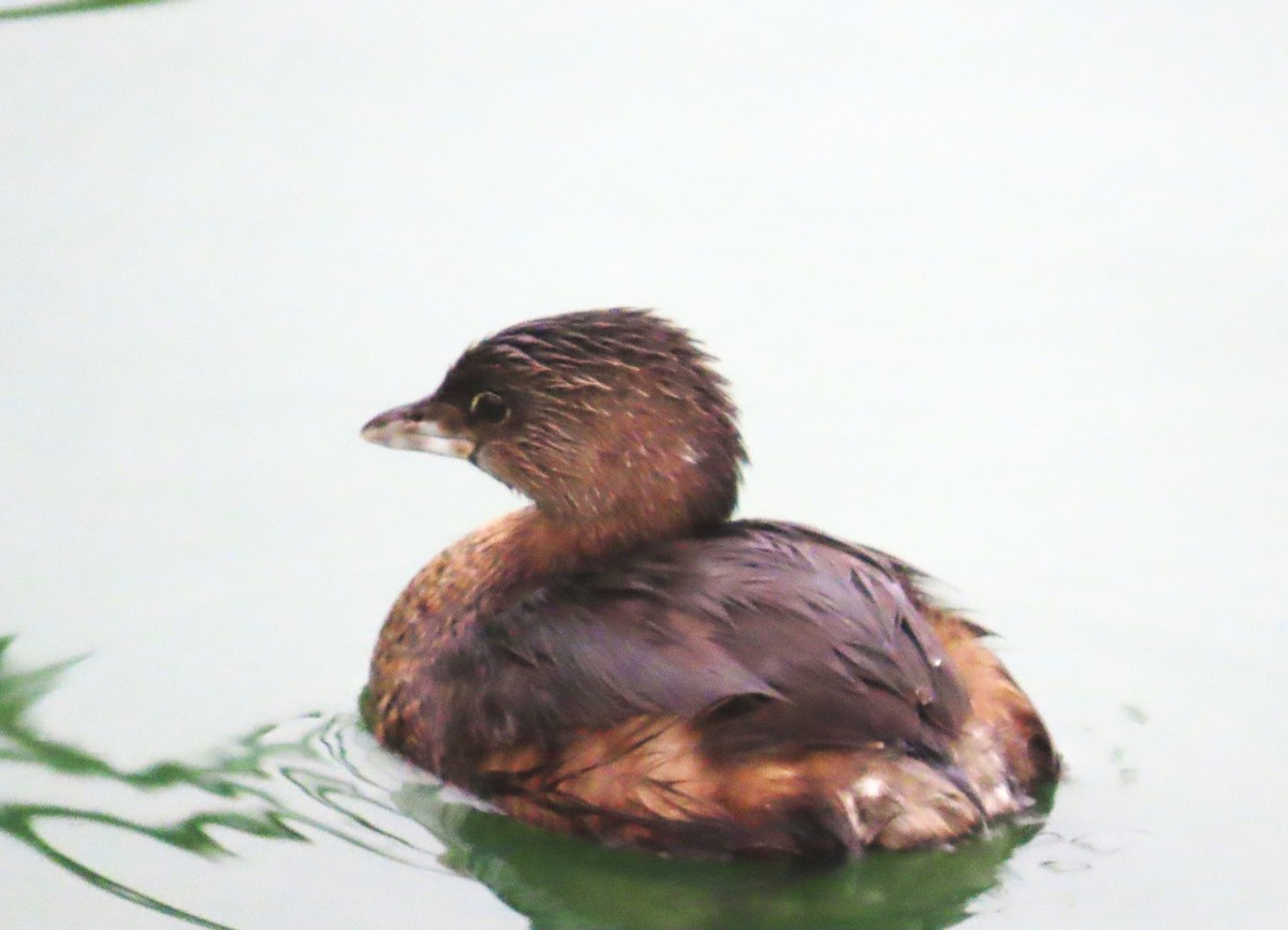 Pied-billed Grebe - ML624200118