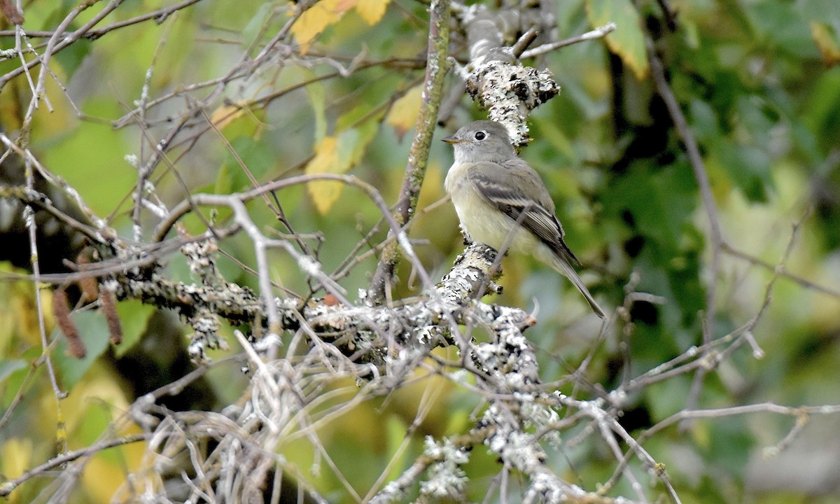 Hammond's Flycatcher - ML624200123