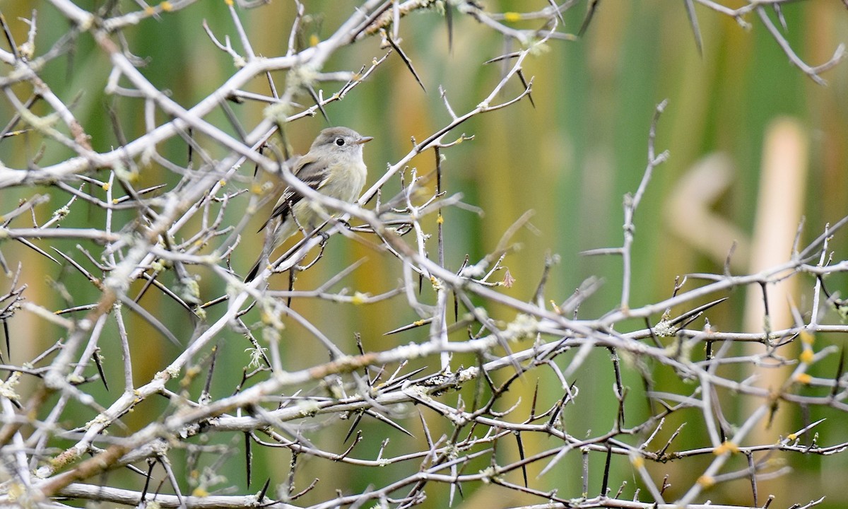 Hammond's Flycatcher - ML624200124