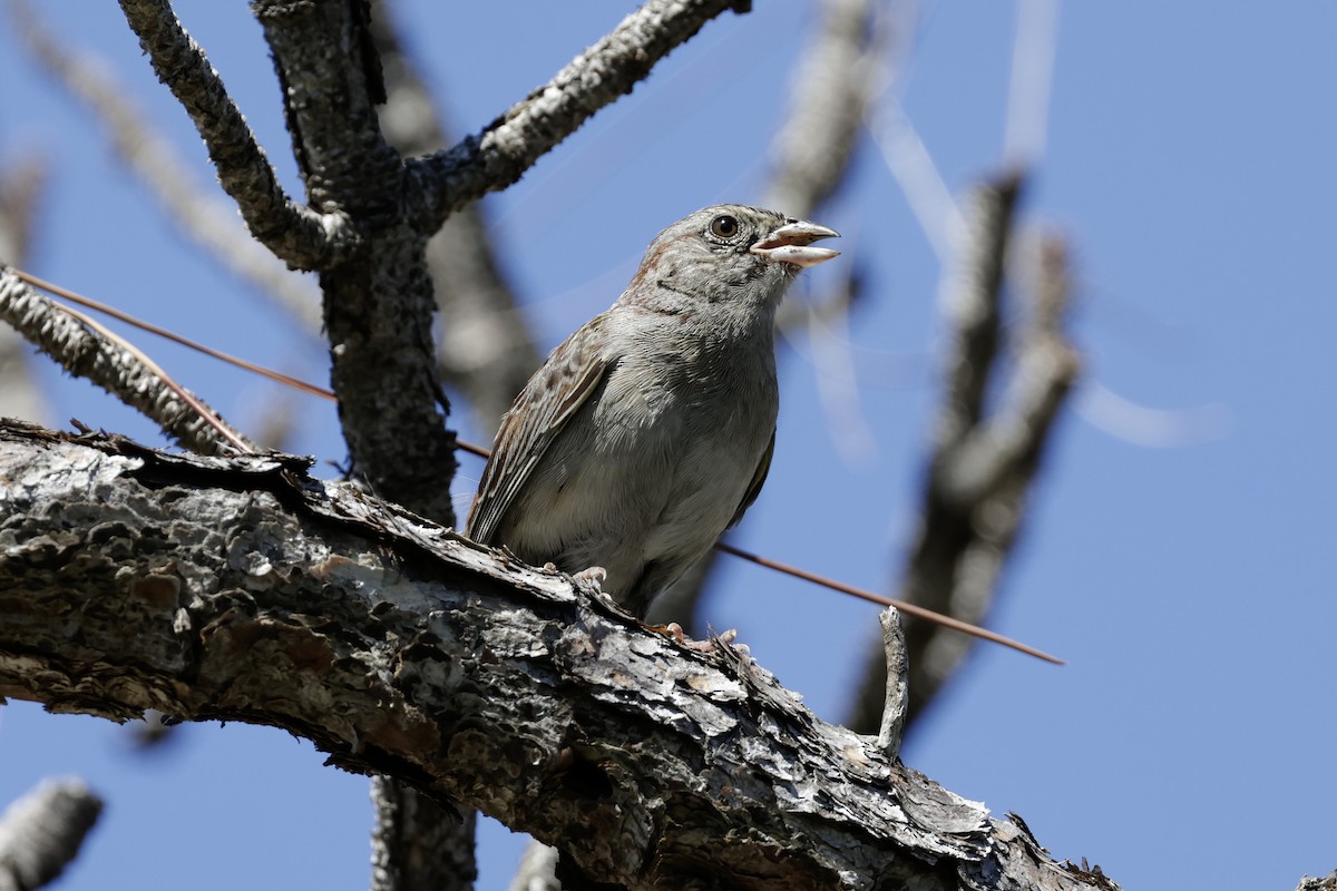 Bachman's Sparrow - ML624200146