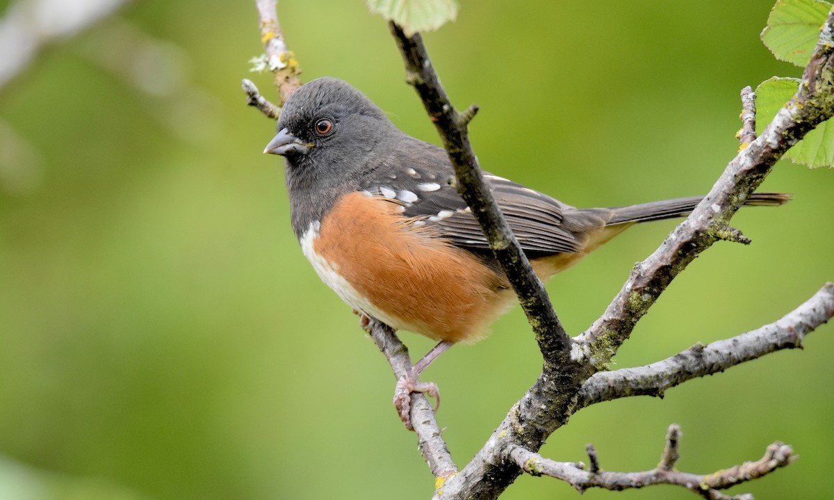 Spotted Towhee - ML624200148