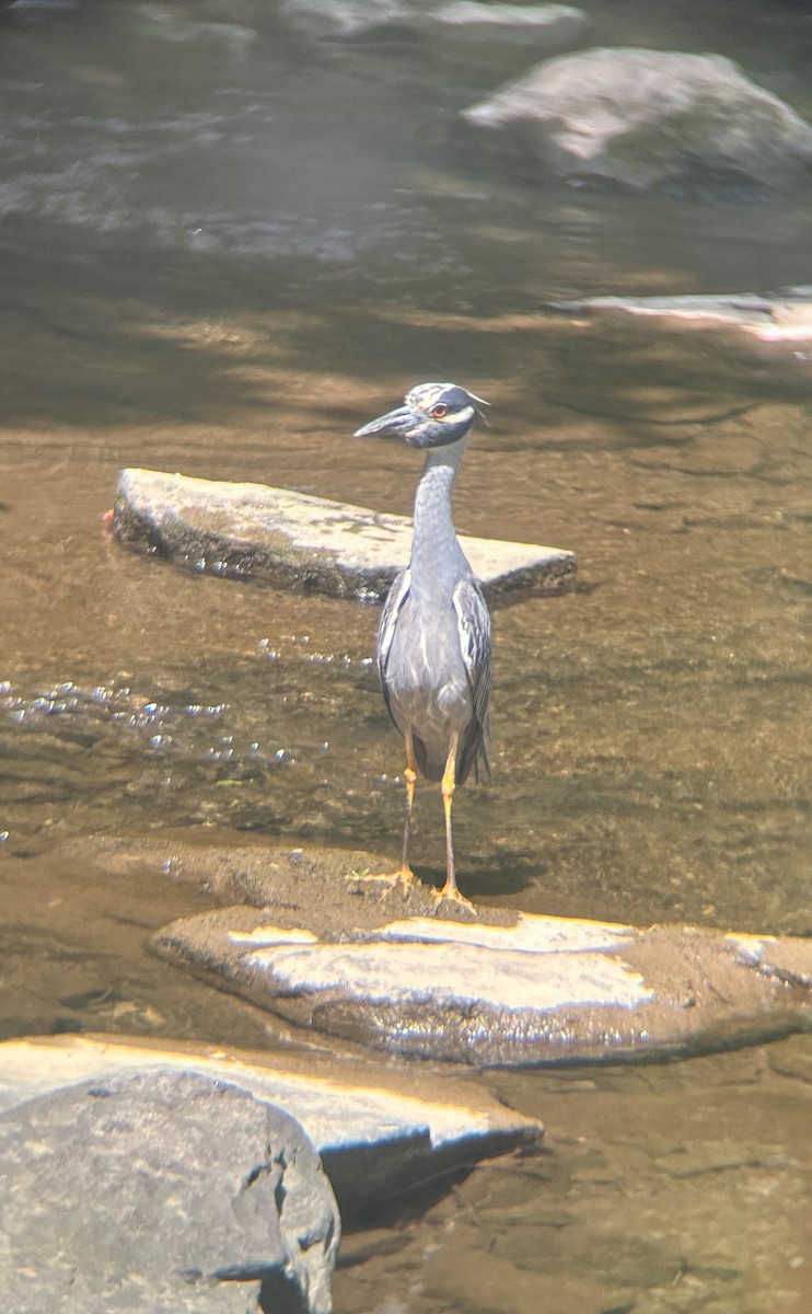 Yellow-crowned Night Heron - Nathan Burrell