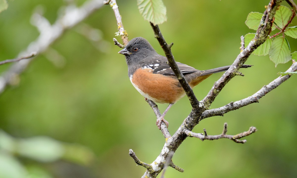 Spotted Towhee - ML624200150