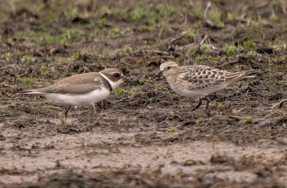 Semipalmated Plover - ML624200151