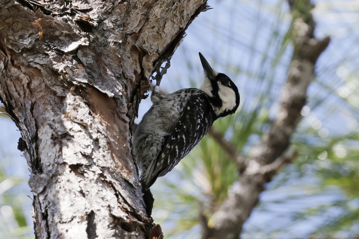 Red-cockaded Woodpecker - Richard Dunn