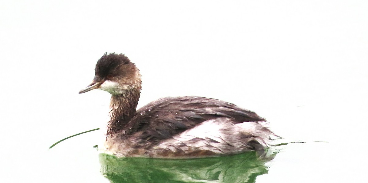 Eared Grebe - ML624200154