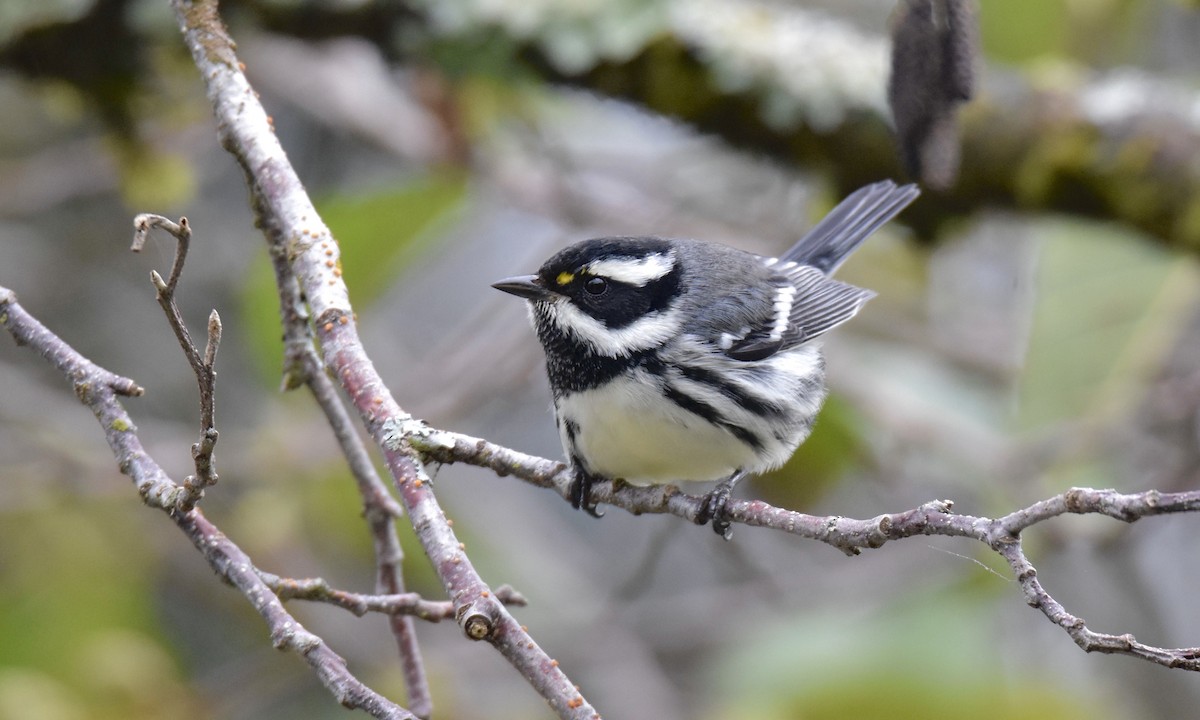 Black-throated Gray Warbler - ML624200157