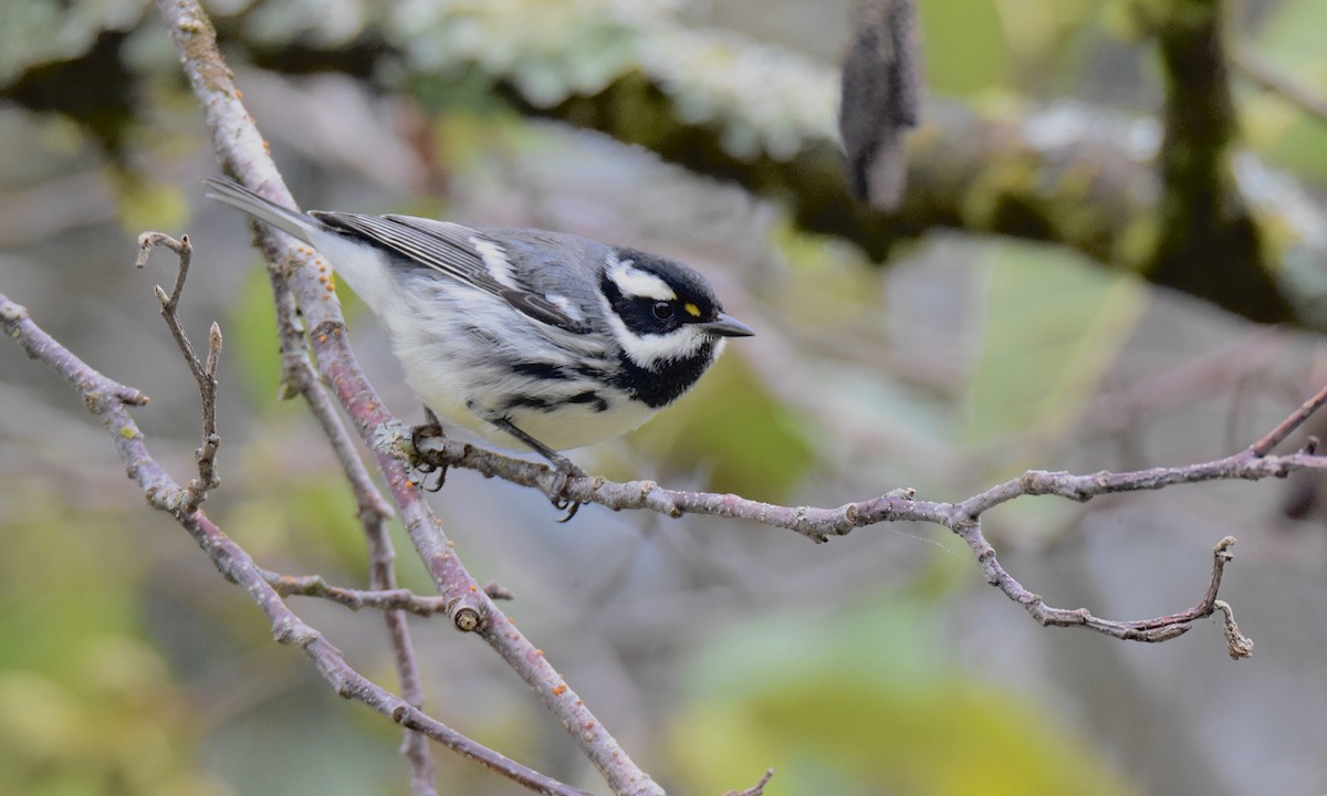 Black-throated Gray Warbler - ML624200158