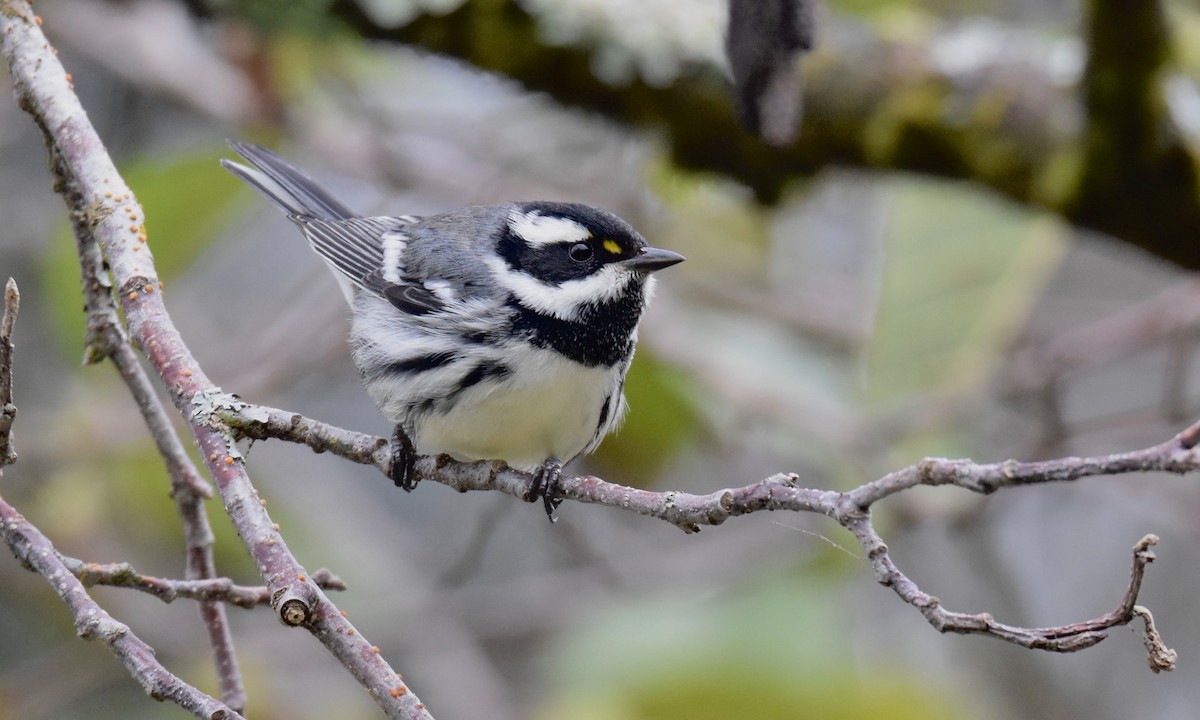 Black-throated Gray Warbler - Nick  Park