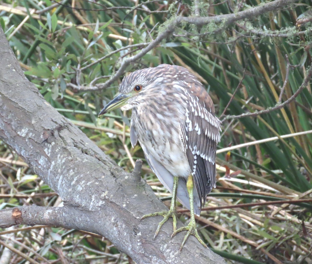 Black-crowned Night Heron - ML624200186