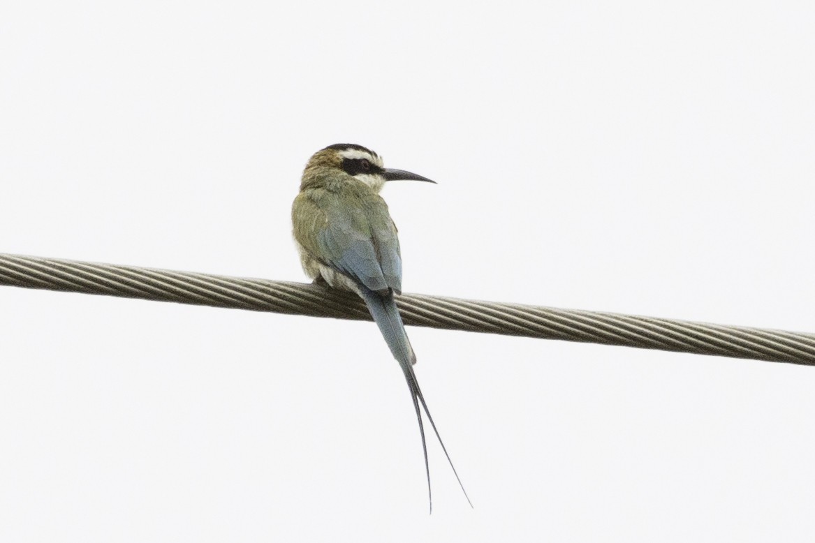 White-throated Bee-eater - ML624200188