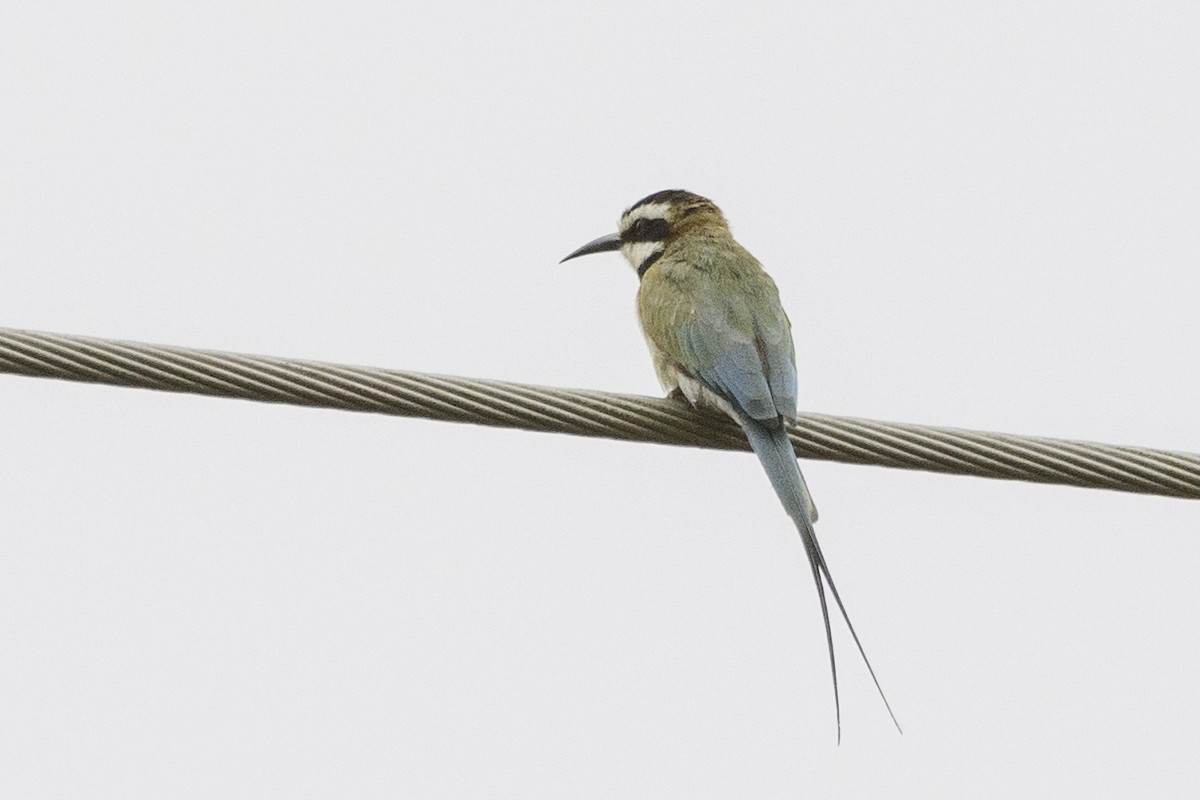 White-throated Bee-eater - ML624200193