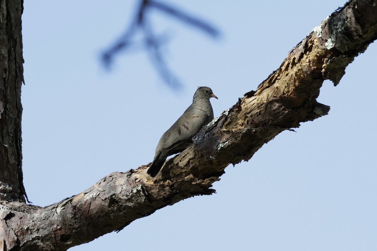 Common Ground Dove - Richard Dunn