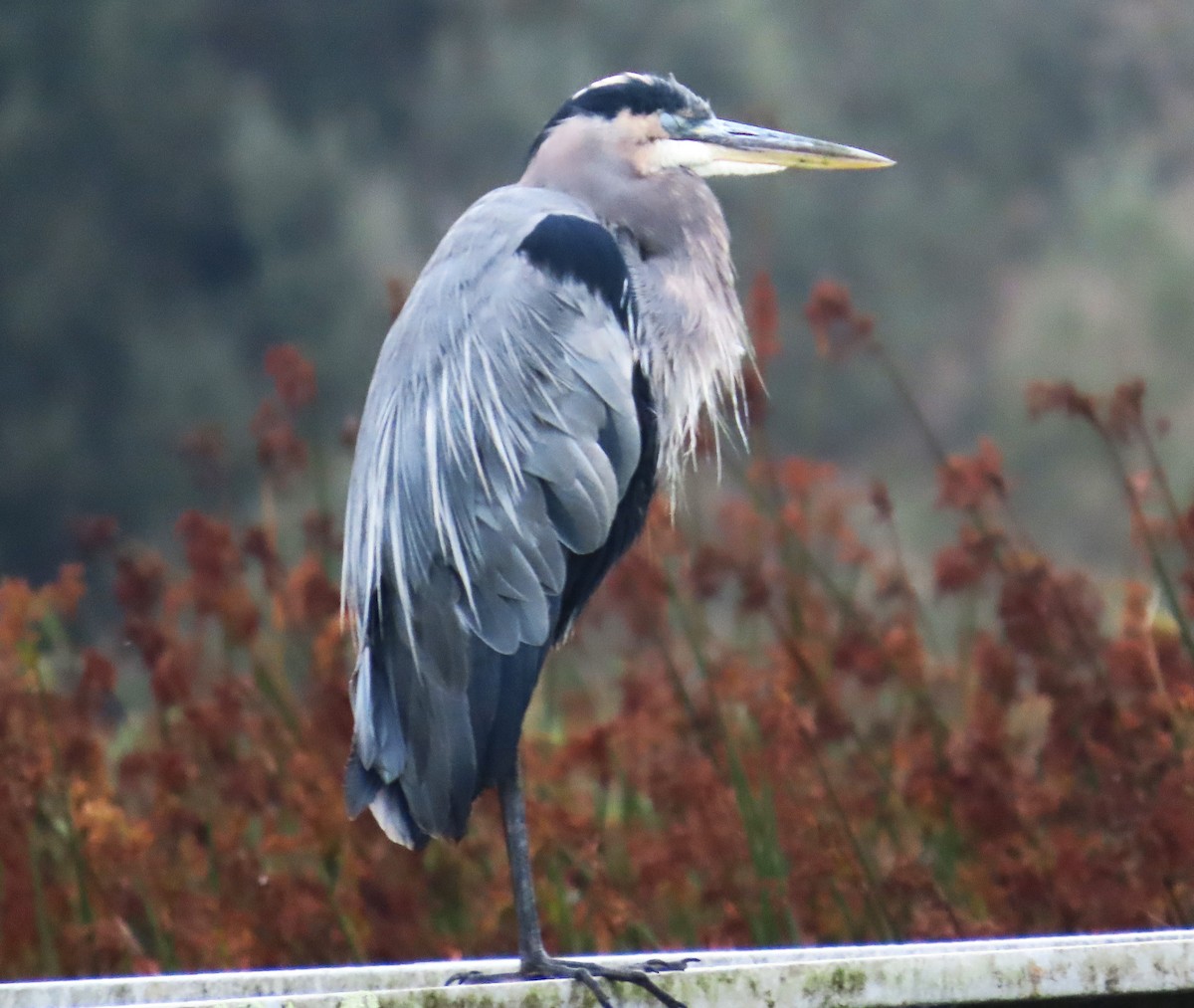 Great Blue Heron - ML624200207