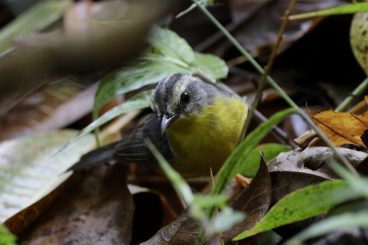 Golden-crowned Warbler - ML624200219